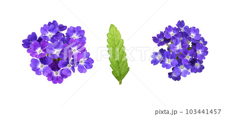 Set of purple verbena flowers and leaf isolated 103441457
