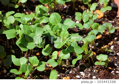芽を出した菜花の種 103441586