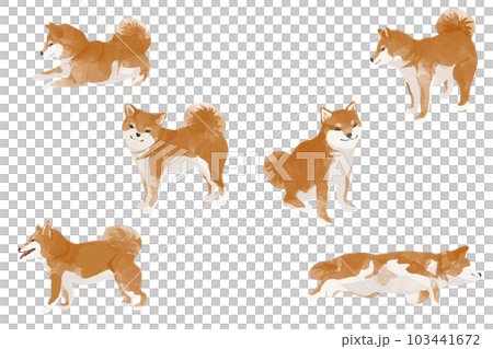 可愛的柴犬素材集,多種姿勢 可愛的柴犬素材集,多種姿勢 103441672