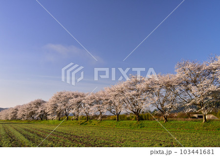 ふるさと桜づつみ回廊 103441681