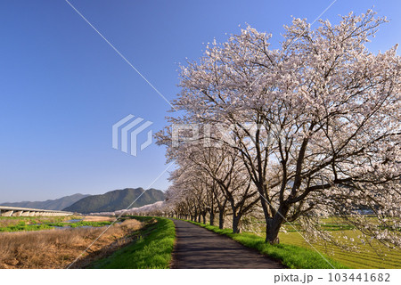ふるさと桜づつみ回廊 103441682