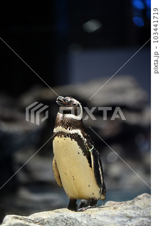 水族館 マゼランペンギン 水族館 マゼランペンギン 103441719