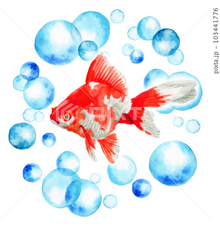 アナログ水彩水玉の輪の中に浮かぶ金魚・赤白まだらの琉金 103441776