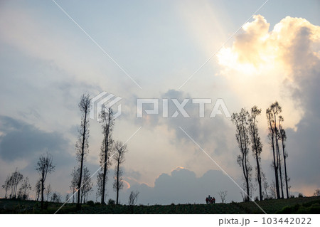 インドネシアの幻想的な夕暮れ空と木のシルエット 103442022