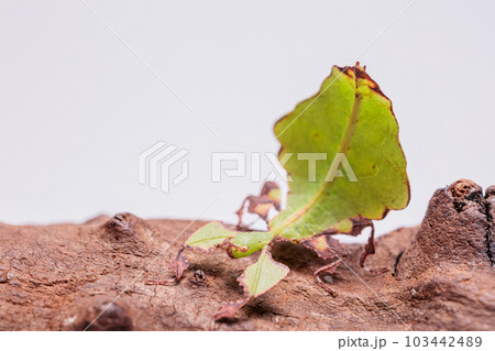 コノハムシ 103442489