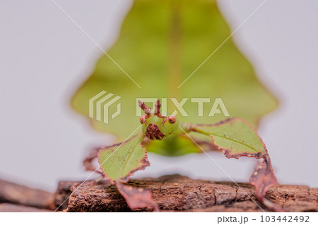 コノハムシ コノハムシ 103442492