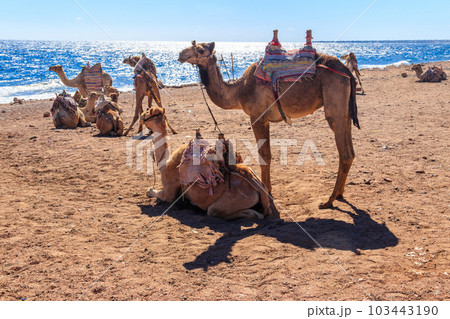 Camels on the shore of the Red Sea in the Gulf of Aqaba. Dahab, Egypt Camels on the shore of the Red Sea in the Gulf of Aqaba. Dahab, Egypt 103443190