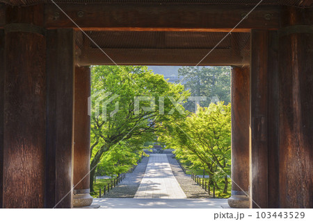 京都　早朝の南禅寺三門から法堂を望む　新緑の季節 103443529