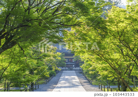 京都　早朝の南禅寺法堂　新緑の季節 103443533