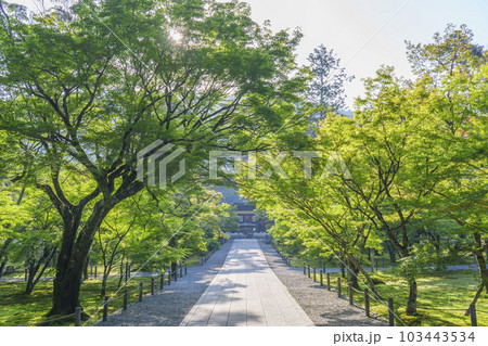 京都　早朝の南禅寺法堂　新緑の季節 103443534