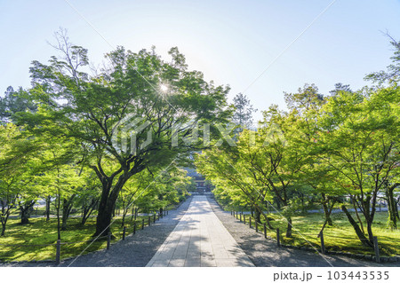 京都　早朝の南禅寺法堂　新緑の季節 103443535