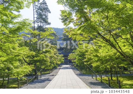 京都　早朝の南禅寺法堂　新緑の季節 103443548
