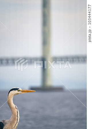 明石海峡大橋と瀬戸内海を眺めている鳥。明石海峡大橋は主塔部分をアップした構図2 明石海峡大橋と瀬戸内海を眺めている鳥。明石海峡大橋は主塔部分をアップした構図2 103444177