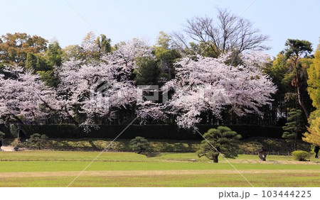 岡山後楽園の美し桜 103444225