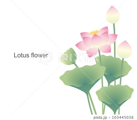 蓮の花のイラスト素材 ベクター お盆 彼岸 夏 仏教 蓮の花のイラスト素材 ベクター お盆 彼岸 夏 仏教 103445038