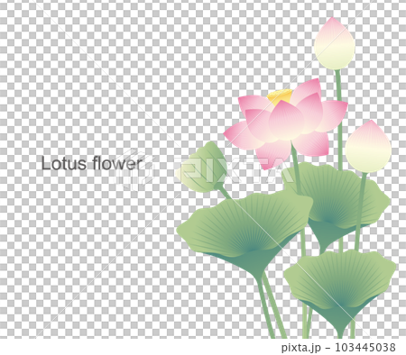 蓮の花のイラスト素材 ベクター お盆 彼岸 夏 仏教 蓮の花のイラスト素材 ベクター お盆 彼岸 夏 仏教 103445038