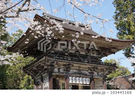 園城寺(三井寺)の桜 園城寺(三井寺)の桜 103445168