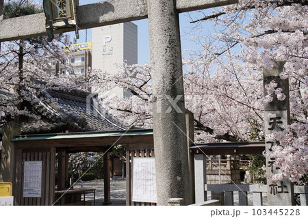 天孫神社の桜 天孫神社の桜 103445228