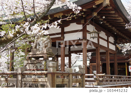 天孫神社の桜 天孫神社の桜 103445232