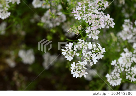 パクチーの花 103445280