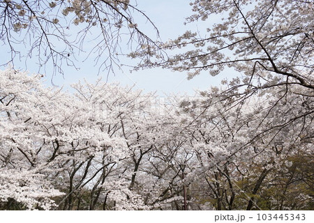 桜 桜 103445343