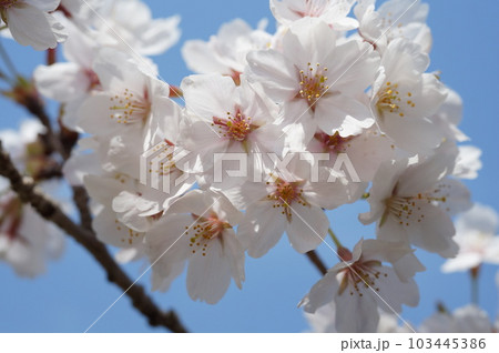 桜 桜 103445386
