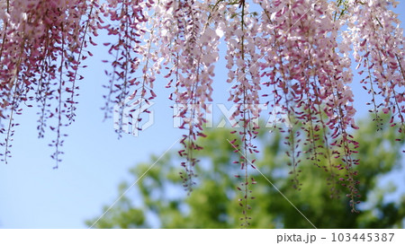 あしかがフラワーパークの藤の花 あしかがフラワーパークの藤の花 103445387