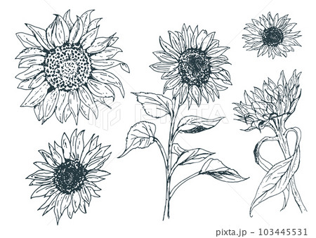 ひまわりのベクター手描きセット 103445531