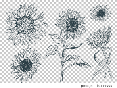 ひまわりのベクター手描きセット 103445531
