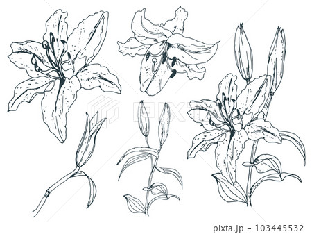 ユリのベクター手描きセット 103445532