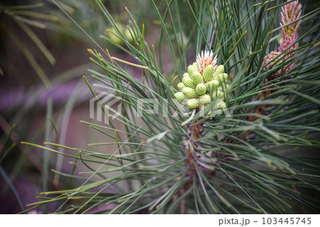 Close-up of pine branch with new small pine cone 103445745