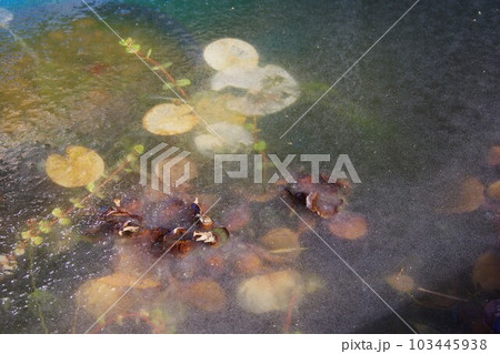 水面の凍った水槽 水面の凍った水槽 103445938