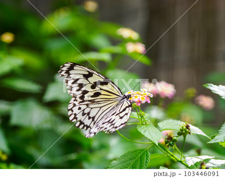 オオゴマダラ 103446091