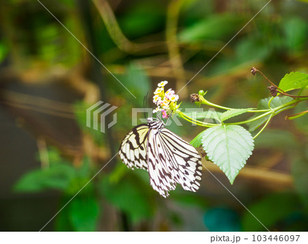 オオゴマダラ 103446097