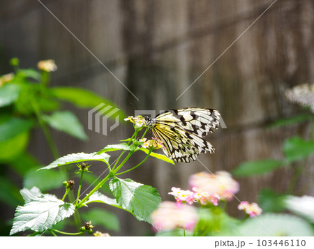 オオゴマダラ 103446110