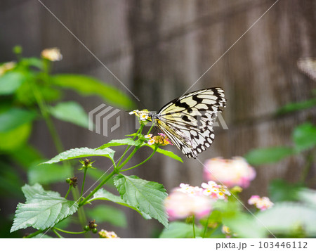 オオゴマダラ オオゴマダラ 103446112