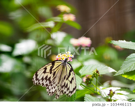 オオゴマダラ 103446115