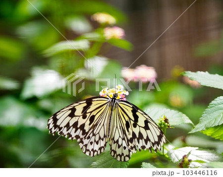 オオゴマダラ 103446116