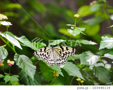 オオゴマダラ 103446119