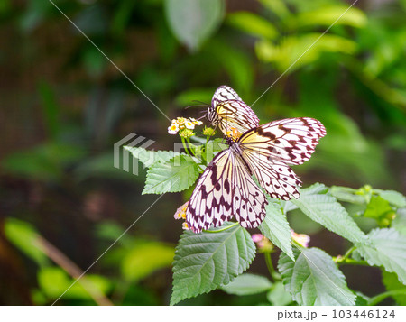 オオゴマダラ 103446124