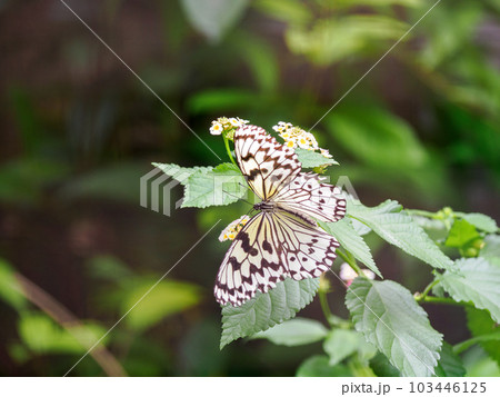 オオゴマダラ 103446125