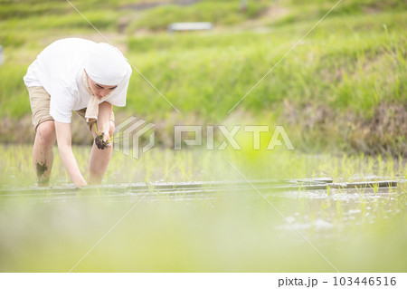 田植え 田植え 103446516