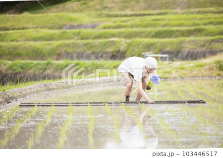 田植えをする男性 田植えをする男性 103446517