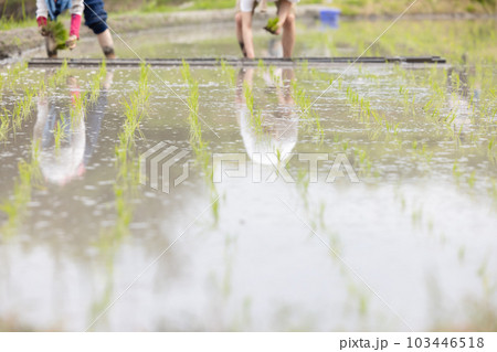 田植え 103446518