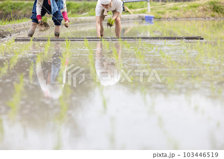 田植え 田植え 103446519