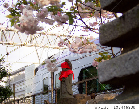 荻窪光明院の桜と中央線 103446839