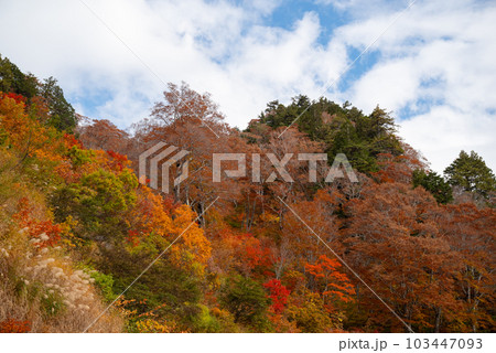 白山ホワイトロードの紅葉 岐阜県 白山ホワイトロードの紅葉 岐阜県 103447093