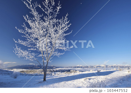 冬晴の高ボッチ高原 冬晴の高ボッチ高原 103447552