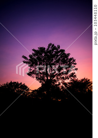 silhouette tree with purple and pink twilight sky 103448110