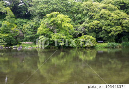 梅雨の時期に咲く花が美しい水のある八景水谷公園 103448374